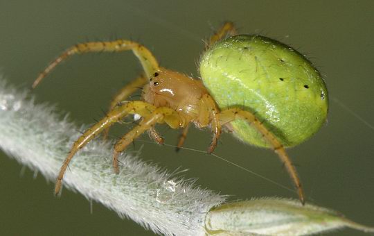 Green Orb-weaver - Spider species | OBOBAS JISHEBI | ობობას ჯიშები